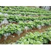 馬鈴薯種植地膜哪里有賣，廣西地膜生產廠家